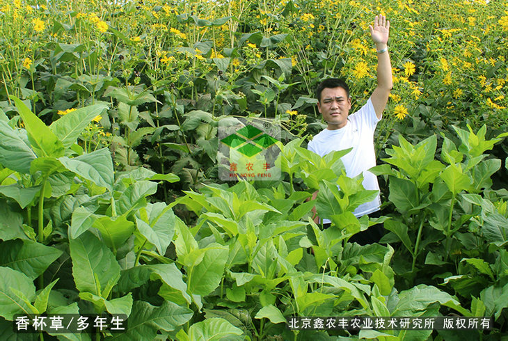 香杯草種子
